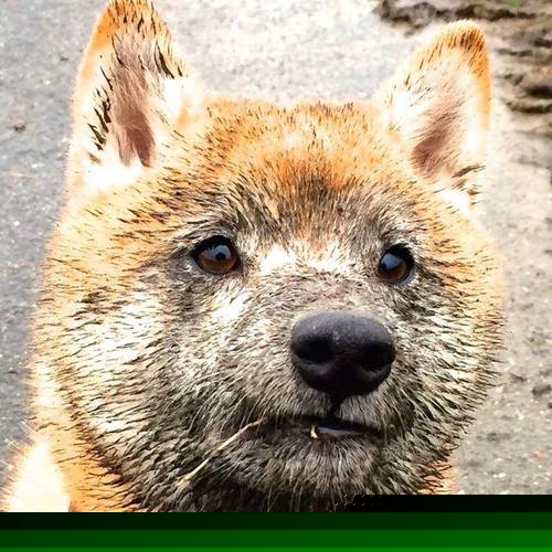 “篮球梦想家”青少年创新创业大赛在上海开赛,助推青训产业发展