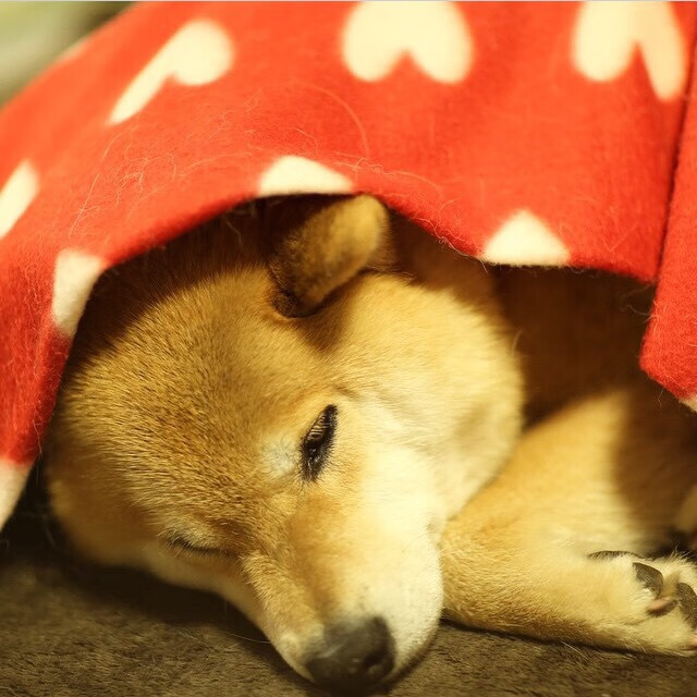 kaiyun网站-“激烈的季后赛对决：一场“命运之战”的幕后故事”，命运之轮全球总决赛回放