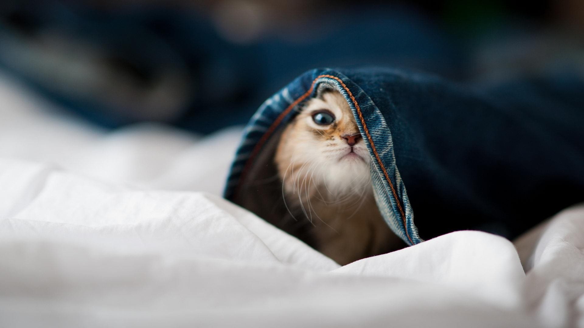 《解密:电竞职业选手的日常训练安排》,电竞选手的训练要求