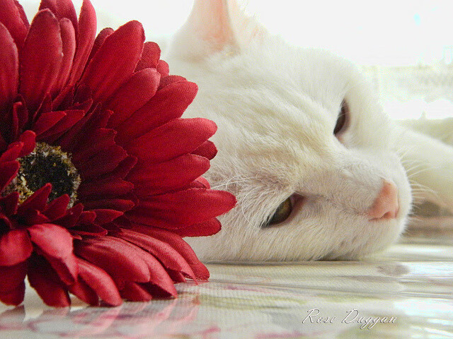 媒体合作推动中国篮球更好呈现全球视角,篮球媒体人