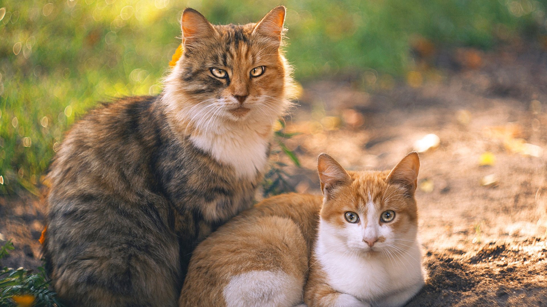 普拉提课程在心理健康领域的应用得到关注,普拉提教学理念