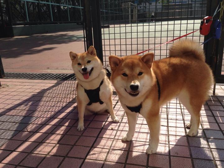 普拉提课程在企业员工健康管理中应用广泛,普拉提在运动康复领域的应用
