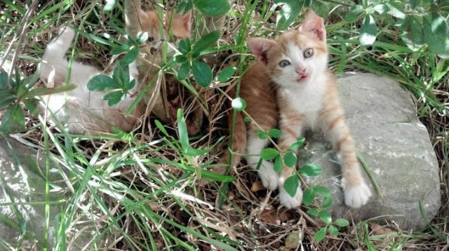 kaiyun体育app-球迷留言：催促、鼓励、支持，情感无限，催促用语