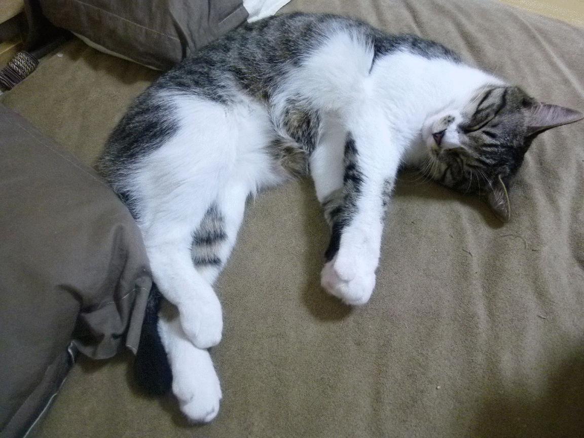 KAIYUNAPP-西甲赛季最佳阵容正式揭晓，西甲赛季最佳阵容正式揭晓时间