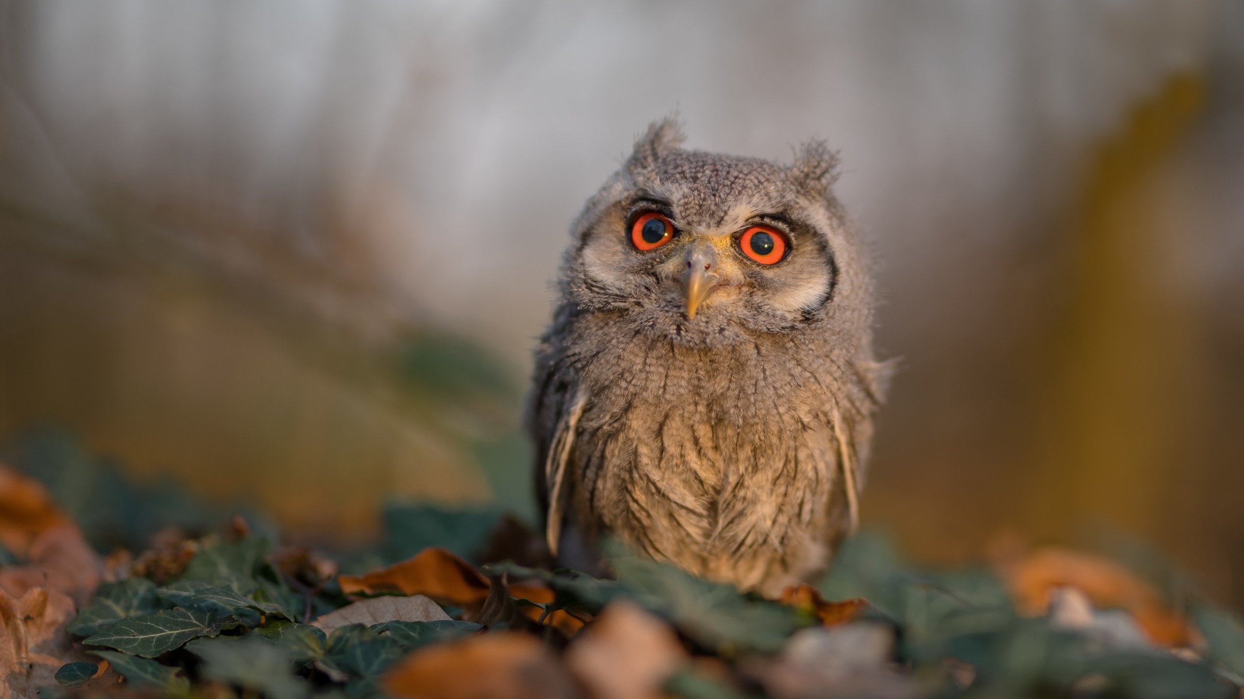 开云官网APP下载-高性能制动系统：极速刹车的保障，高性能刹车品牌排行榜